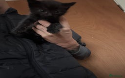 Bombay cats for sale: Kittens - Image 8