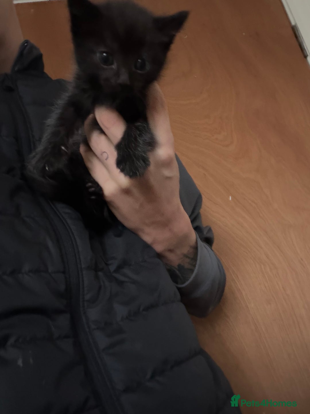 Bombay cats for sale: Kittens - Image 8