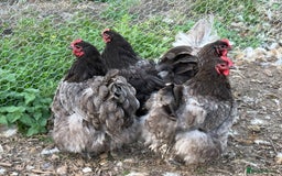 Chickens poultry for sale: Blue and Buff Orpington Chickens  - Image 2
