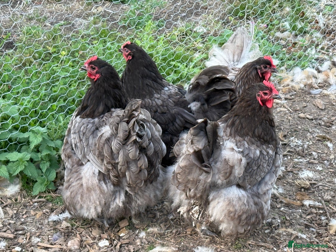 Chickens poultry for sale: Blue and Buff Orpington Chickens  - Image 2