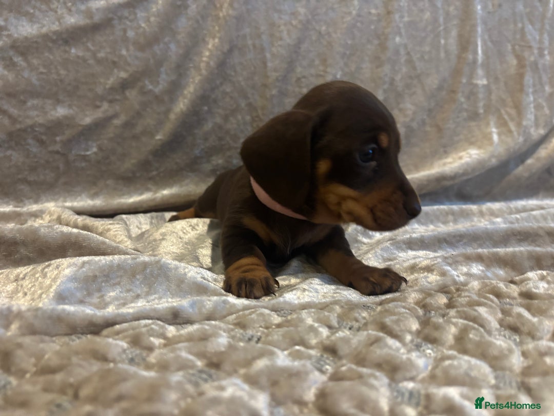 Miniature Dachshund dogs for sale: Mini Dachshund Available - Advert 10