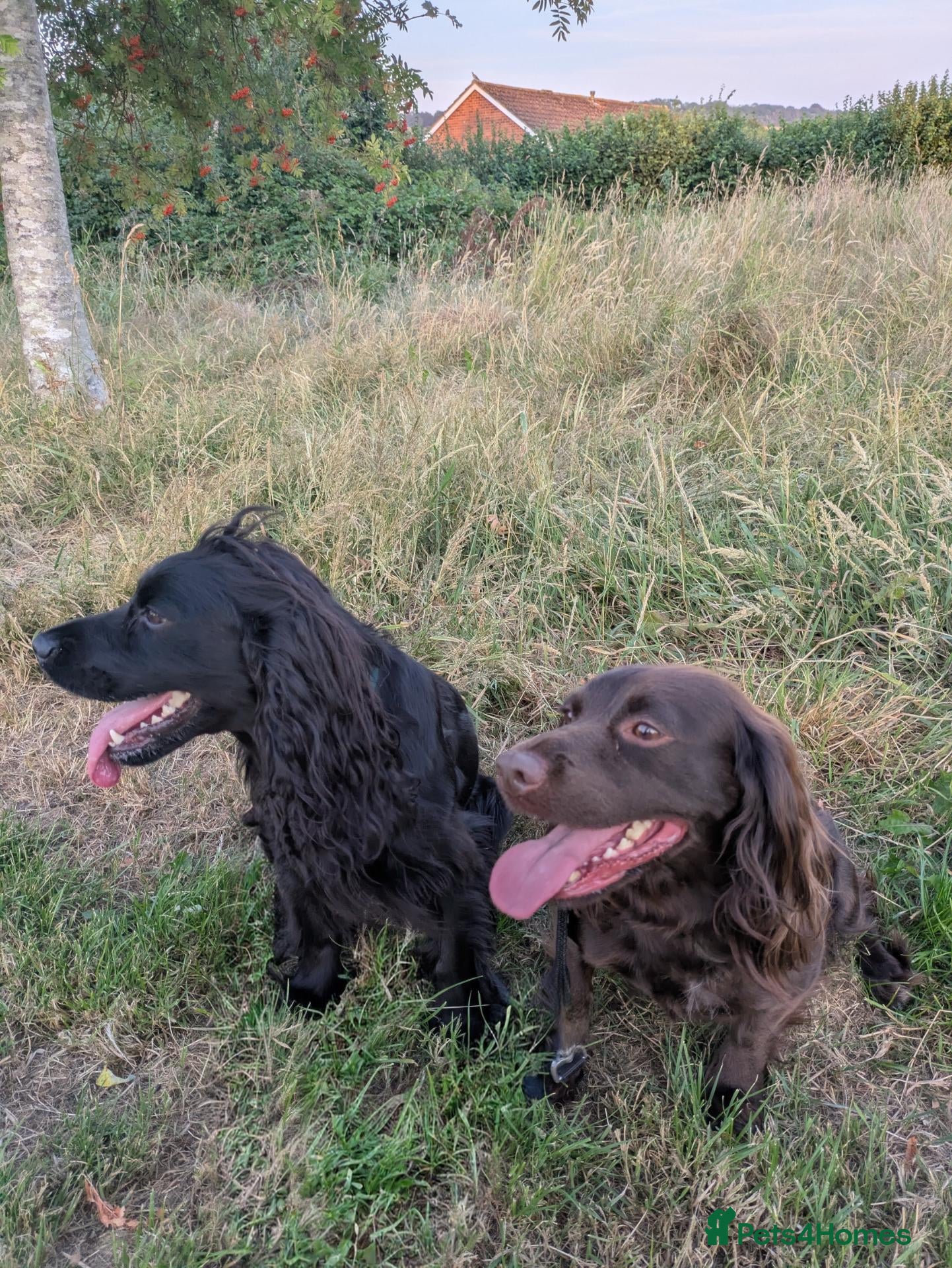 Cocker Spaniel dogs Cocker Spaniels  - Advert 1
