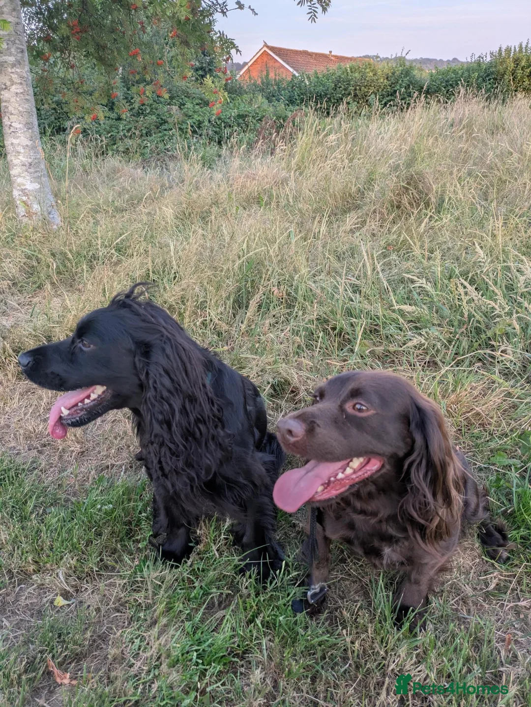 Cocker Spaniel dogs for sale: Cocker Spaniels  - Advert 1