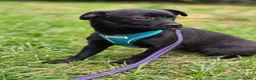 Mixed Breed dogs for adoption: ❤️🐶 MONICA – PURE AFFECTION IN A SMALL BODY in Burton-on-Trent - Advert 29