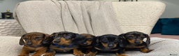 Miniature Dachshund dogs for sale: KC PRA CLR Miniature dachshunds  - Advert 1