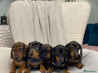 Miniature Dachshund dogs KC PRA CLR Miniature dachshunds - Advert 1