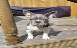 French Bulldog dogs for sale: KC Registered Frenchies ONLY 1 BOY LEFT - Image 40