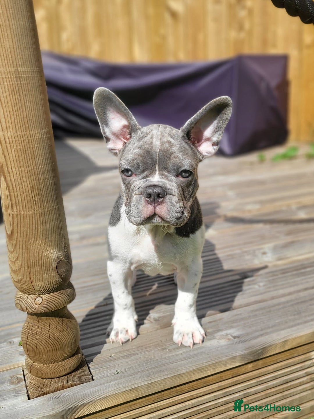 French Bulldog dogs for sale: KC Registered Frenchies ONLY 1 BOY LEFT - Image 40