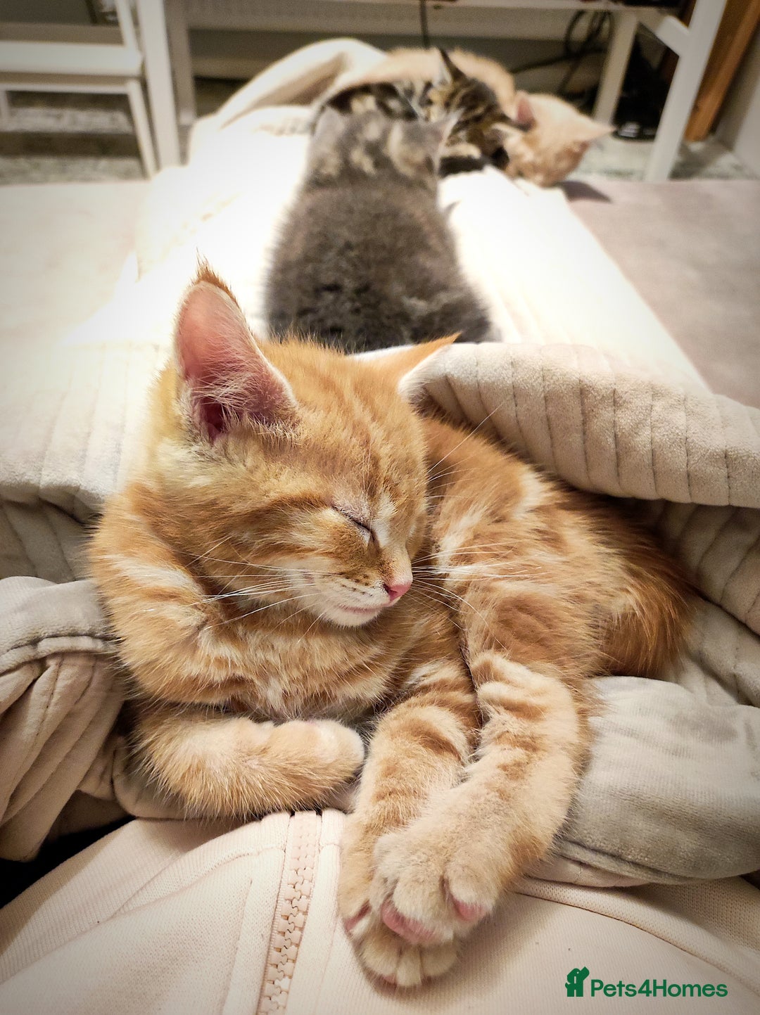 Mixed Breed cats for sale: 🐾 Affectionate Maine Coon Mix Kittens for Sale 🐾 - Advert 8