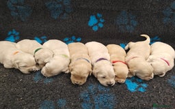 Golden Retriever dogs for sale: Outstanding KC registered Golden Retriever Puppies - Image 1