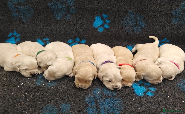 Golden Retriever dogs - Advert 3