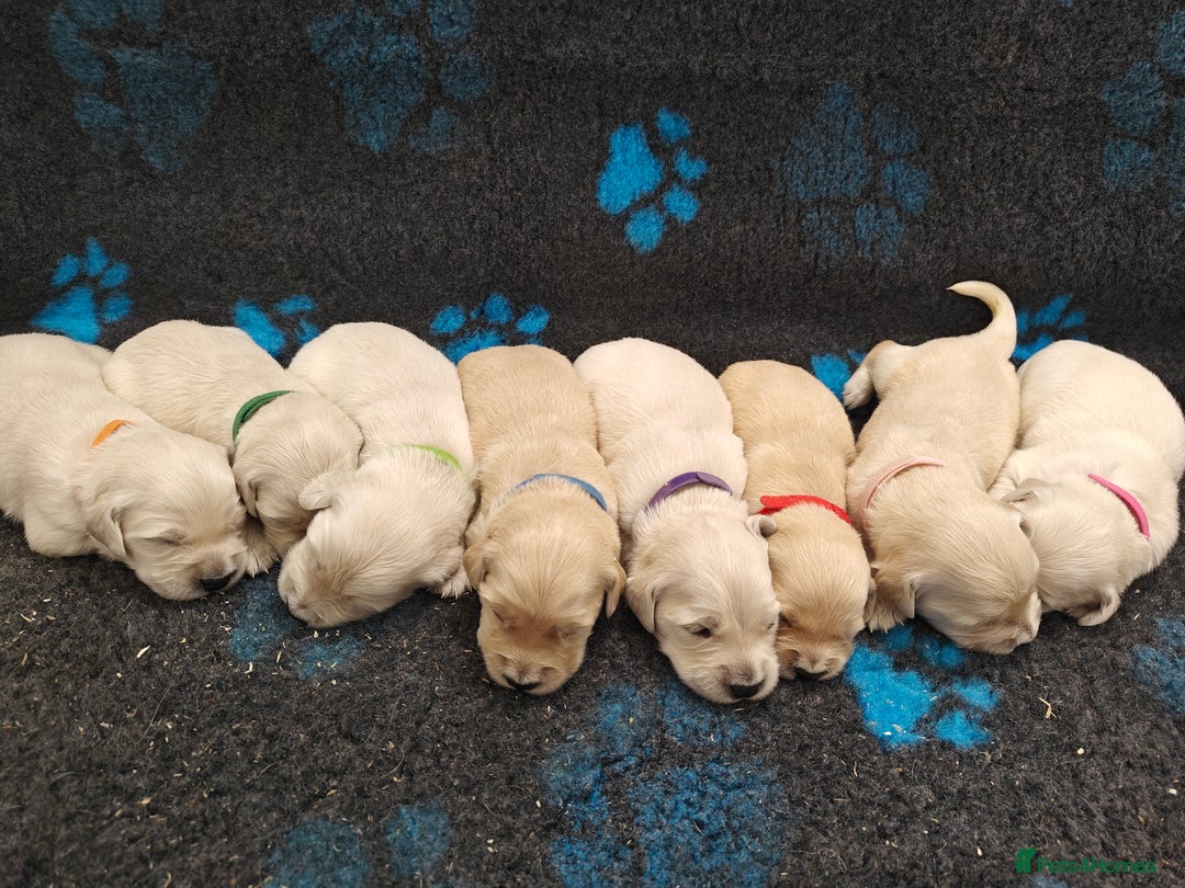 Golden Retriever dogs for sale: Outstanding KC registered Golden Retriever Puppies - Image 1