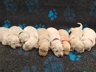 Golden Retriever dogs - Advert 24