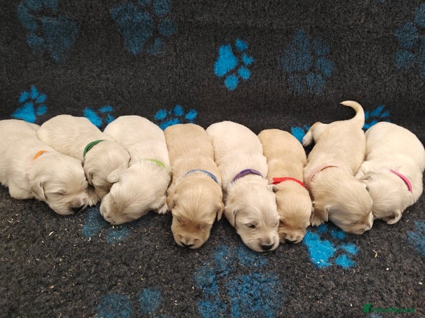 Golden Retriever dogs - Advert 6