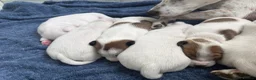 Jack Russell dogs for sale: Beautiful 6 pups for sale - Advert 11
