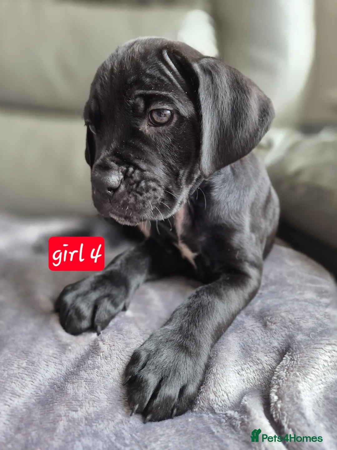 Cane Corso dogs for sale: Cane corso puppies - Advert 2