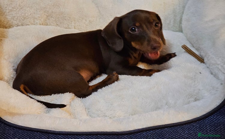 Dachshund dogs - Advert 10