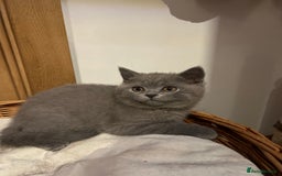 British Shorthair cats for sale: British Blue ready to Steal Your Heart!  - Image 8