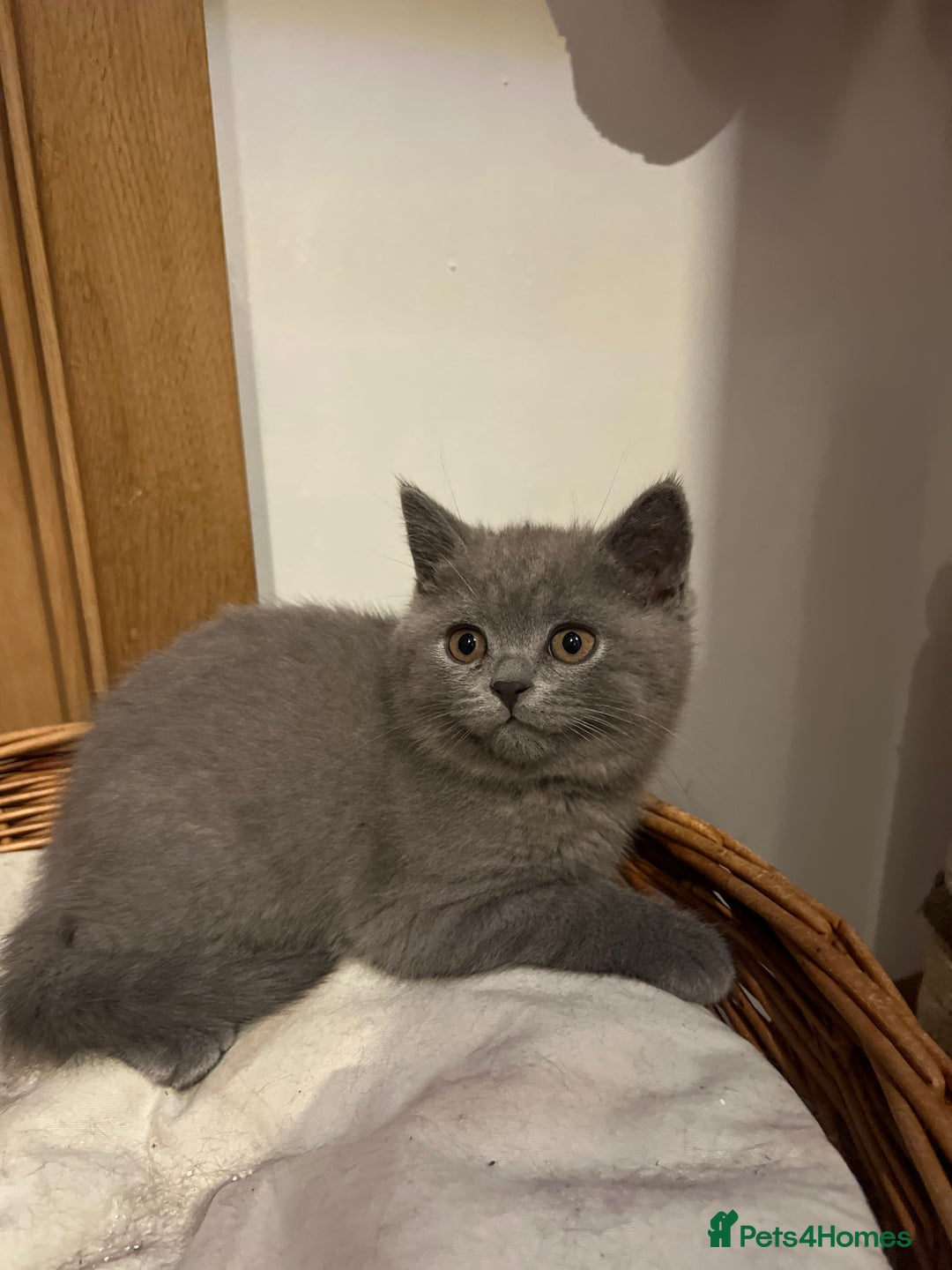 British Shorthair cats for sale: British Blue ready to Steal Your Heart!  - Image 8