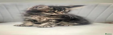 Maine Coon 1