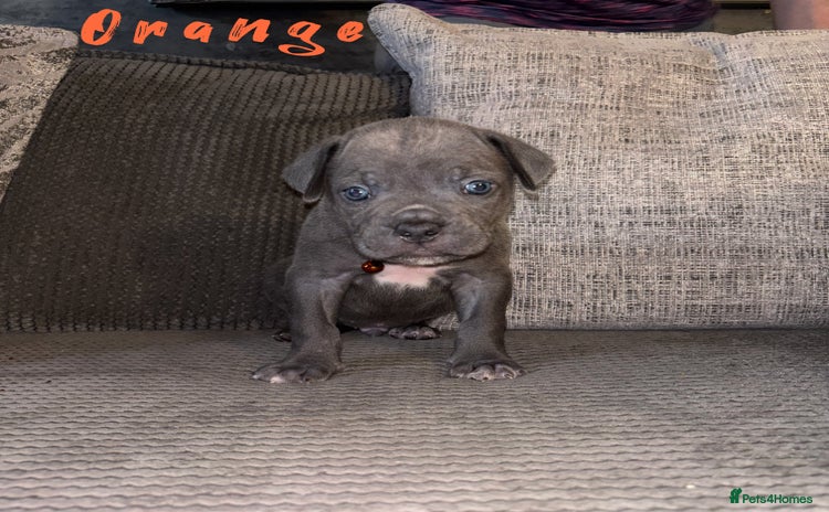 Cane Corso dogs - Advert 3