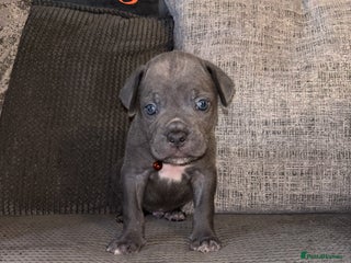 Cane Corso dogs - Advert 3