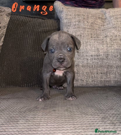 Cane Corso dogs - Advert 2