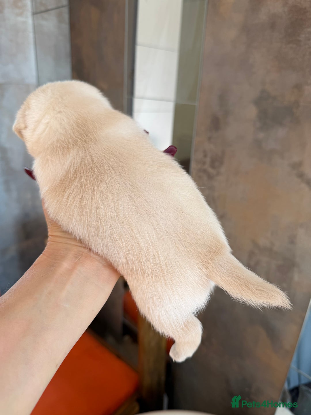 Mixed Breed dogs for sale: Adorable Pug x Pomeranian Puppies  - Image 16