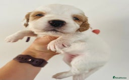 Sprocker dogs for sale: Sprocker/Cocker Puppies - Image 3