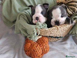 English Bulldog dogs - Advert 20