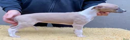 Whippet dogs for sale: Top Quality Whippet puppies - Advert 5