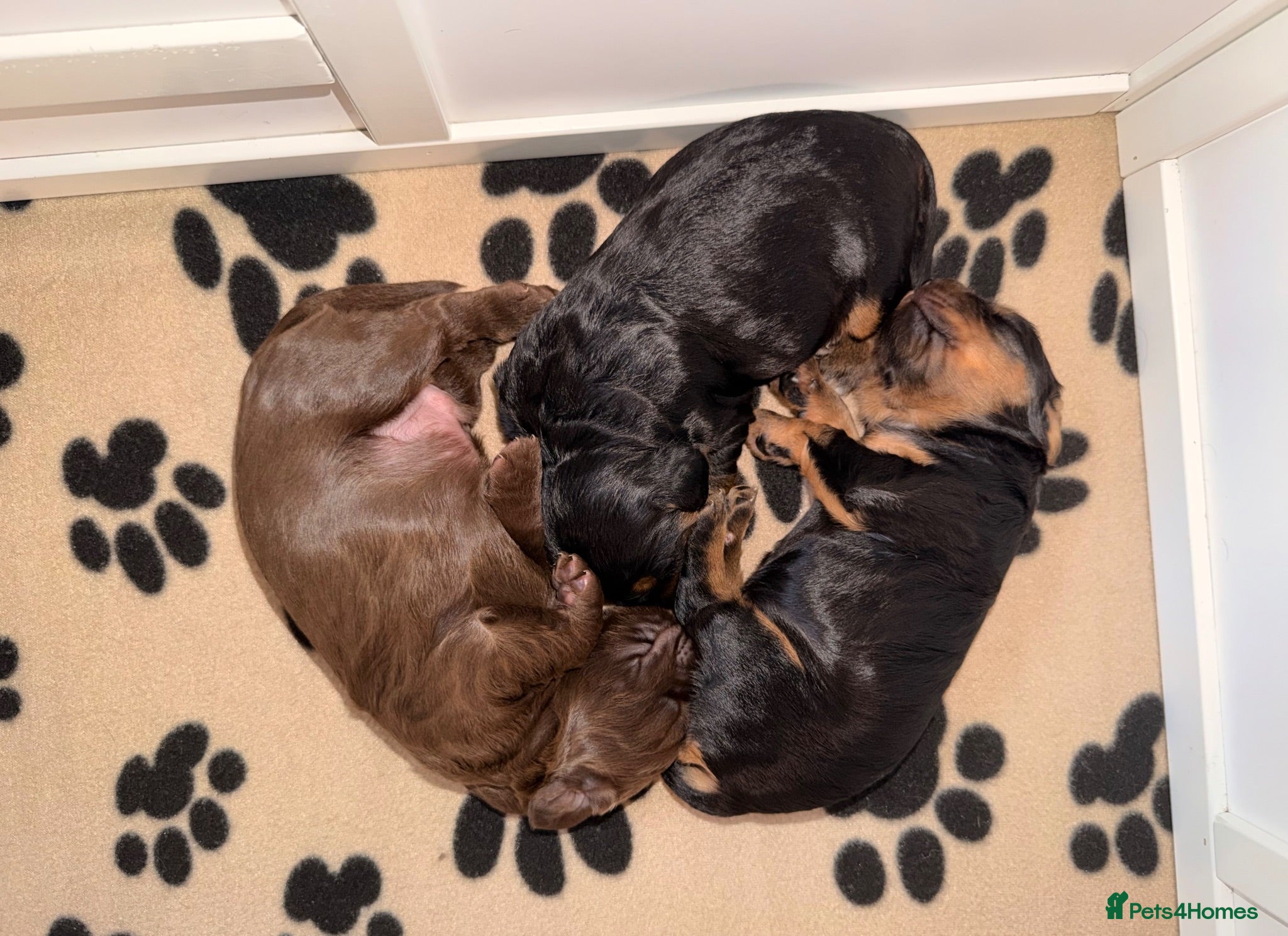 Cocker Spaniel dogs 3 Working Cocker Spaniel Puppies for sale - Advert 2