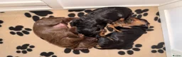 Cocker Spaniel dogs for sale: 3 Working Cocker Spaniel Puppies for sale - Advert 1