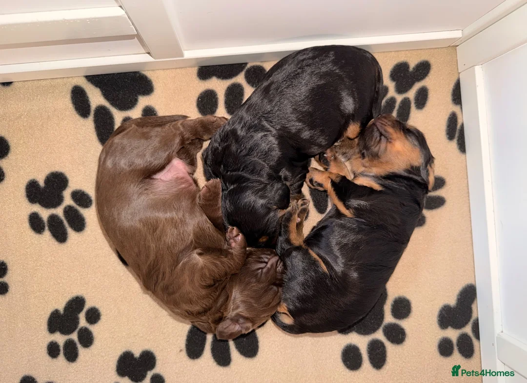 Cocker Spaniel dogs for sale: 3 Working Cocker Spaniel Puppies for sale - Advert 1