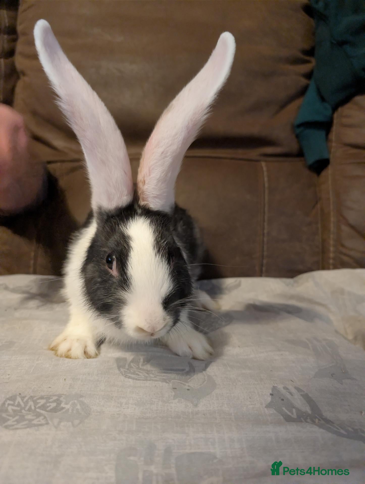 Continental Giant rabbits Continental Giant babies  - Advert 6
