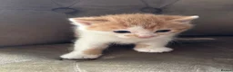 Mixed Breed cats for sale: Kittens 2girls 2boys left ginger/white ready today - Advert 8