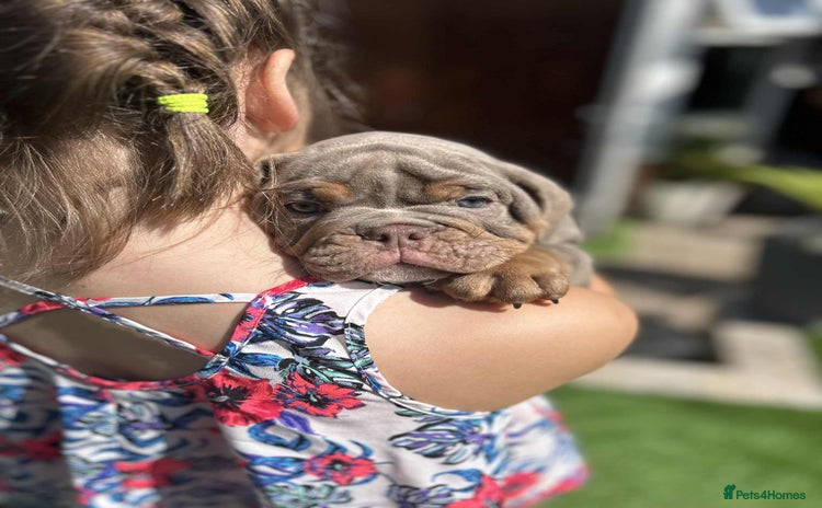 Olde English Bulldogge dogs - Advert 1