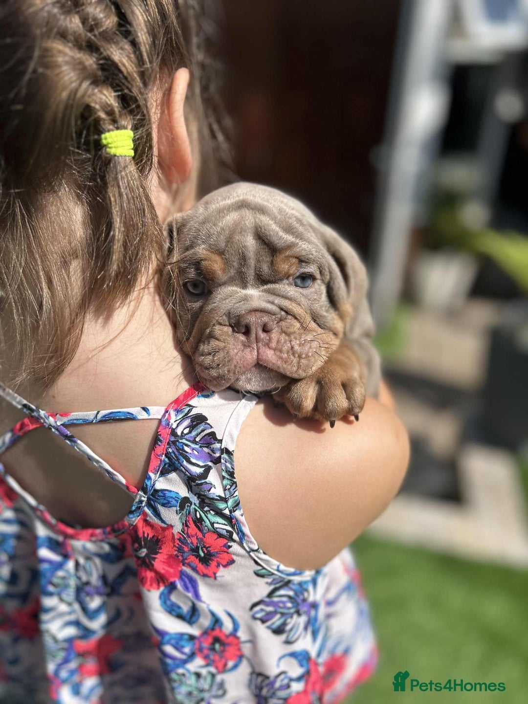 Olde English Bulldogge dogs for sale: 07496730941 : lilac tri Olde English Bulldogges - Image 1