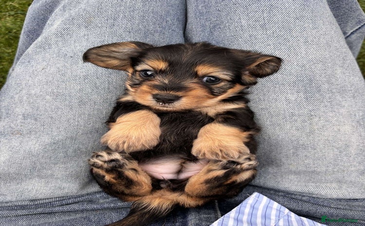 Dachshund dogs - Advert 2