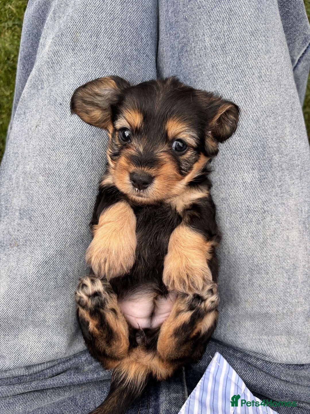 Dachshund dogs for sale: 🐾 Beautiful wired haired Dachshund Puppies - Image 1