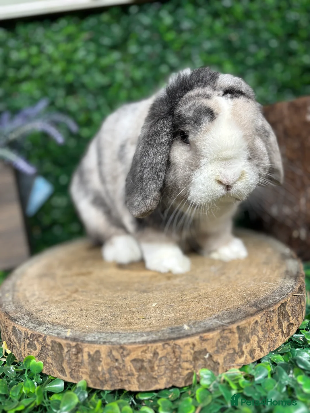 Mini Lop rabbits for sale: 🧡PEDIGREE MINILOPS🧡 - Advert 13