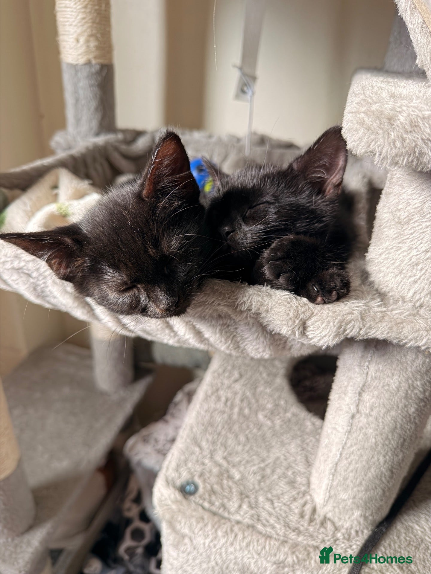 Mixed Breed cats 2 female kittens looking for forever homes  - Advert 6