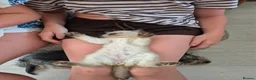 Ragdoll cats for sale: Pure Ragdoll KIttens - Advert 16