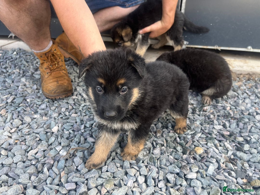 German Shepherd dogs for sale: German shepherd puppies  - Image 3
