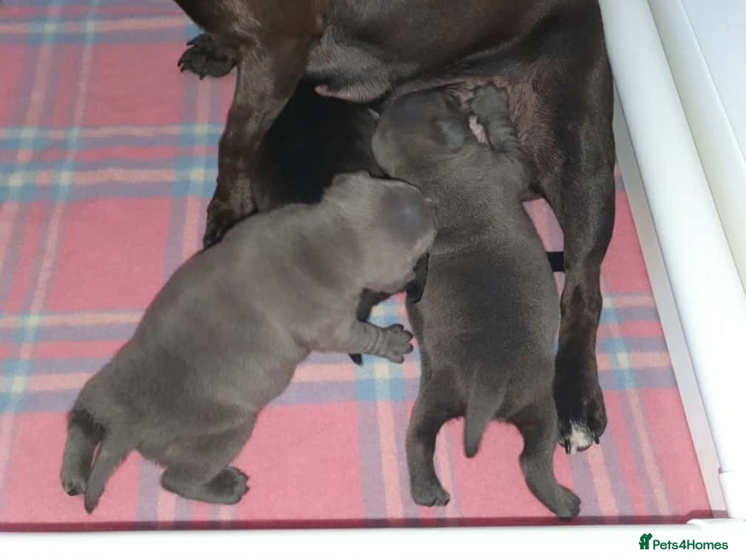 Staffordshire Bull Terrier dogs for sale: Purebred Blue English Staffordshire Bull Terriers - Image 7