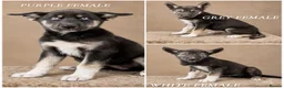 Shepsky dogs for sale: Outstanding Family-Raised Puppies - Advert 1