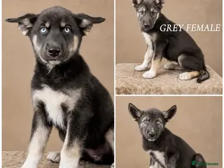 Shepsky dogs Outstanding Family-Raised Puppies - Advert 1