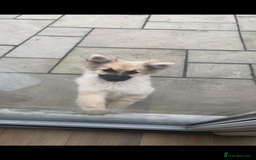 German Spitz dogs for sale: Girl pup for sale  - Image 2