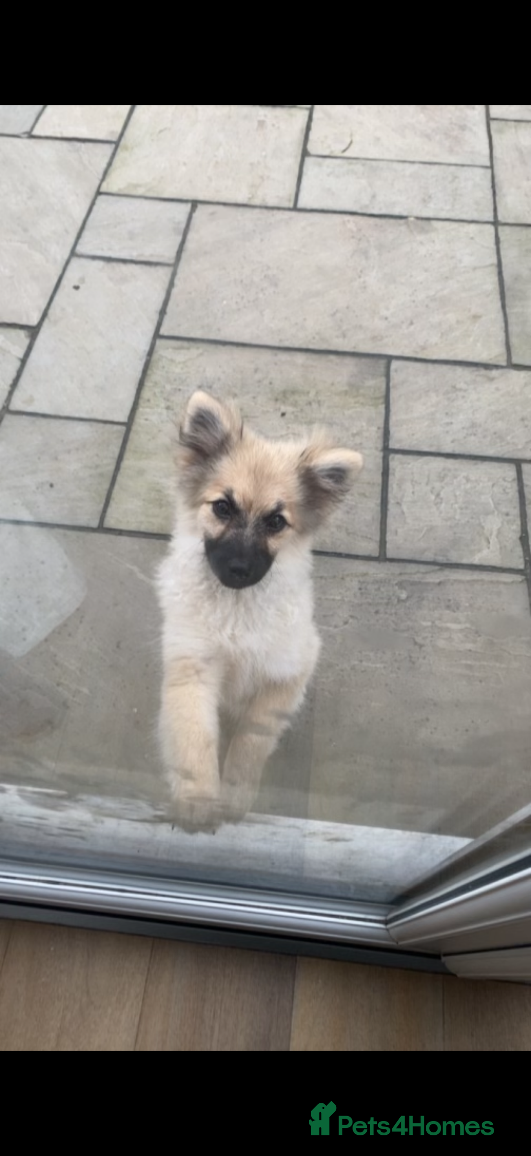 German Spitz dogs for sale: Girl pup for sale  - Image 2