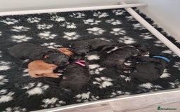 Shihpoo dogs for sale: Shihpoo puppies  - Image 10